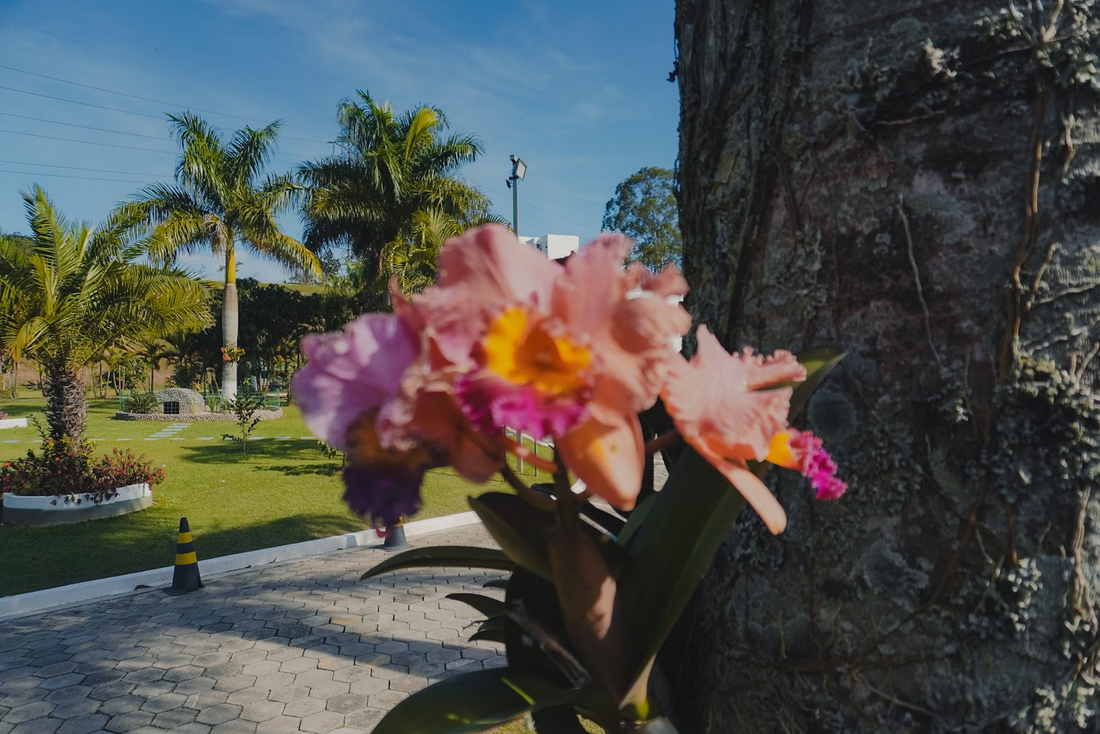 Orquídea rosa florida no jardim do parque